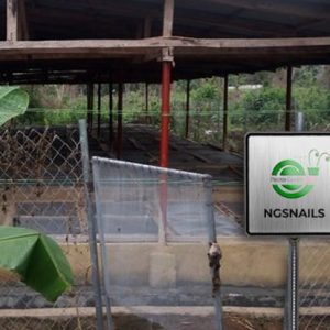 Snail-Farming-In-Nigeria-The-Best-Snail-Farm-To-Choose-300x300